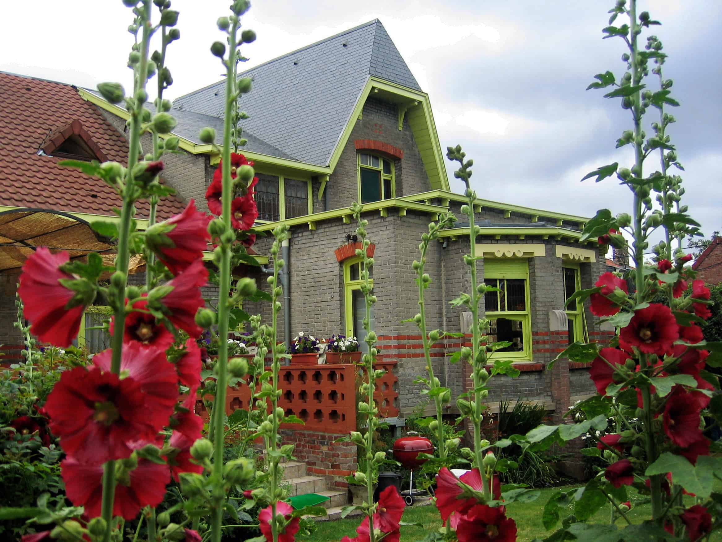 Malvales - Jardin