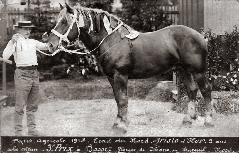 Étalon - Harnais de cheval